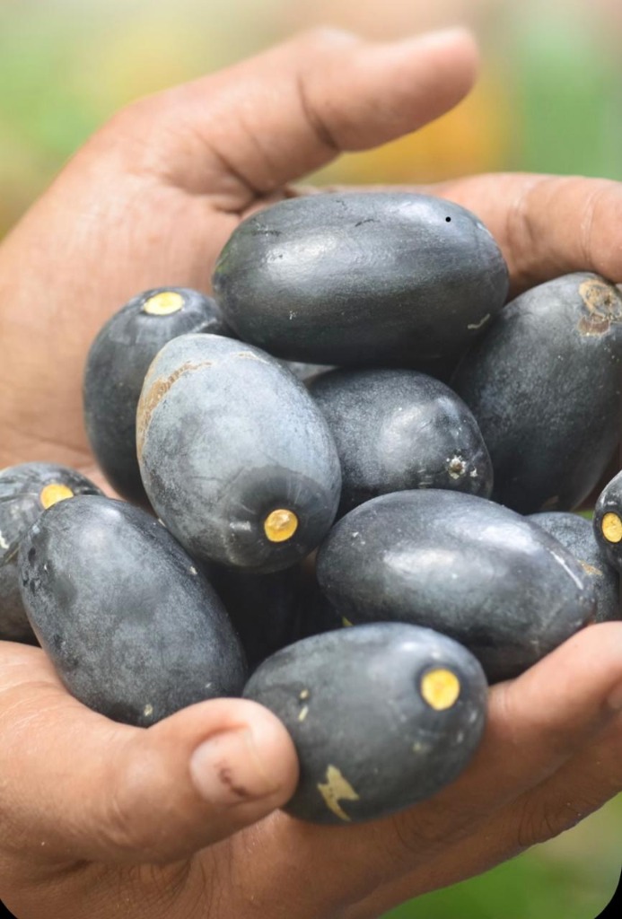 Seleksi Buah Kenari Maluku