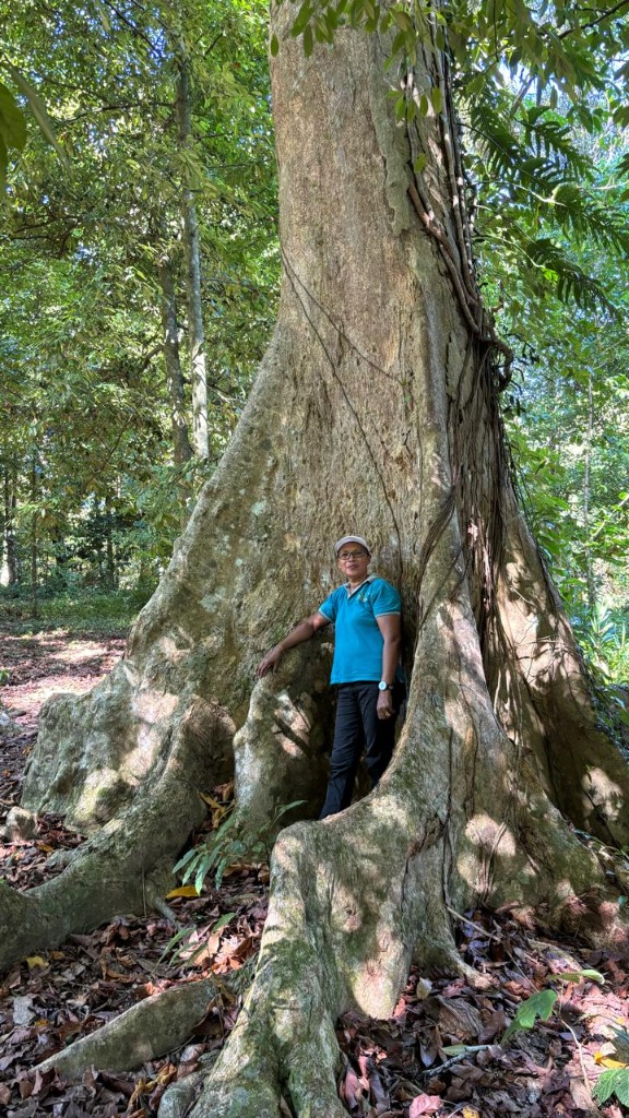 Pohon Purba Kenari Liar Maluku